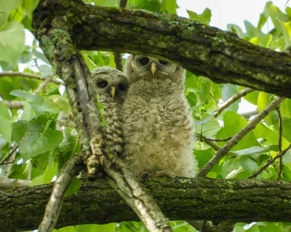 Barred Owl Strix Varia North American Bird Prey — Stock Photo, Image