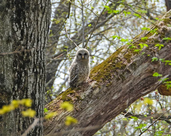 Barred Owl Strix Varia 北美猎鹰 — 图库照片