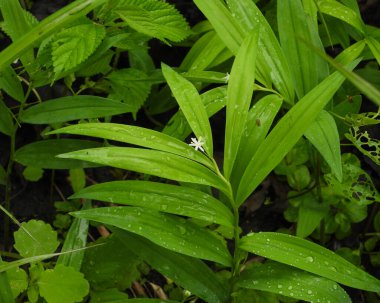 Maianthemum stellatum (Yıldız Sahte Süleyman 'ın Mührü) Kuzey Amerika yerlisi Yaban Çiçeği