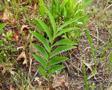 Maianthemum stellatum (Yıldız Sahte Süleyman 'ın Mührü) Kuzey Amerika yerlisi Yaban Çiçeği