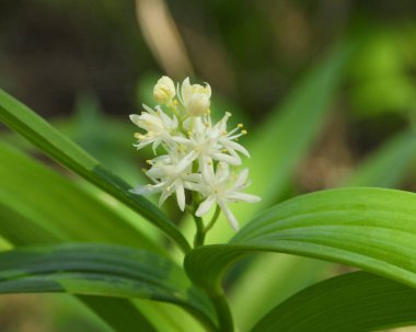 Maianthemum stellatum (Yıldız Sahte Süleyman 'ın Mührü) Kuzey Amerika yerlisi Yaban Çiçeği