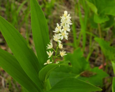 Maianthemum stellatum (Yıldız Sahte Süleyman 'ın Mührü) Kuzey Amerika yerlisi Yaban Çiçeği