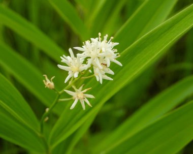 Maianthemum stellatum (Yıldız Sahte Süleyman 'ın Mührü) Kuzey Amerika yerlisi Yaban Çiçeği