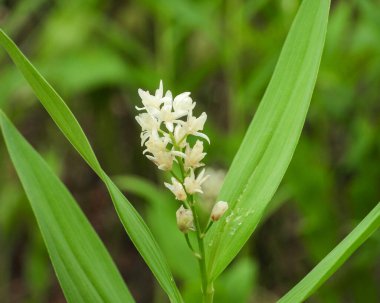 Maianthemum stellatum (Yıldız Sahte Süleyman 'ın Mührü) Kuzey Amerika yerlisi Yaban Çiçeği