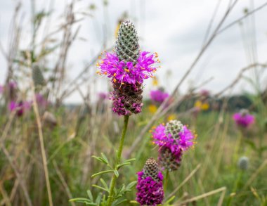 Dalea purpurea (Purple Prairie Clover) Native North American Wildflower clipart