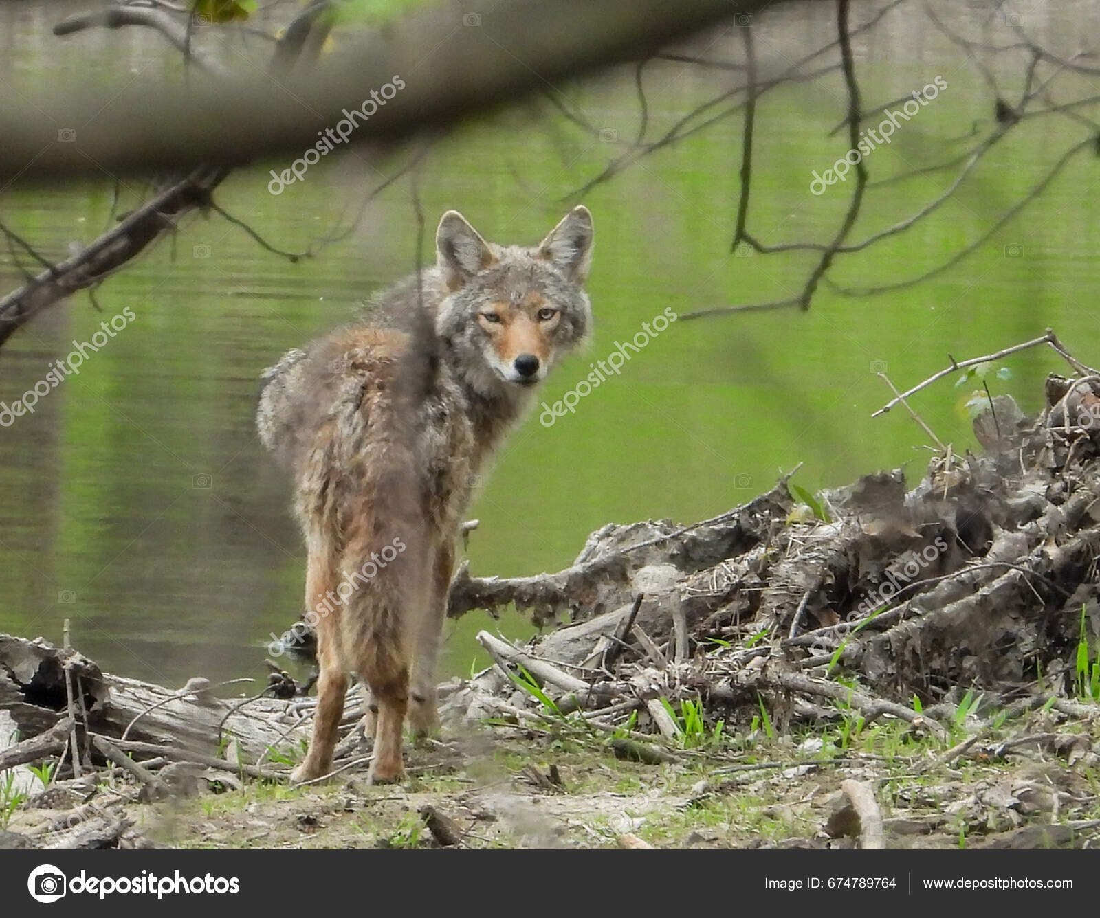 Coyote with mange hi-res stock photography and images - Alamy, image size:1600x1336