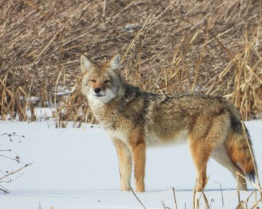 Çakal (Canis latrans) Kuzey Amerika Etçil Köpeği  