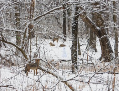 Çakal (Canis latrans) Kuzey Amerika Etçil Köpeği  