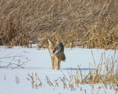 Çakal (Canis latrans) Kuzey Amerika Etçil Köpeği  