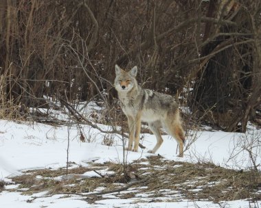 Çakal (Canis latrans) Kuzey Amerika Etçil Köpeği  