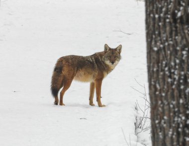 Çakal (Canis latrans) Kuzey Amerika Etçil Köpeği  