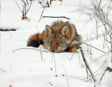 Çakal (Canis latrans) Kuzey Amerika Etçil Köpeği  
