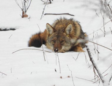 Çakal (Canis latrans) Kuzey Amerika Etçil Köpeği  