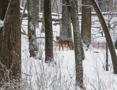 Çakal (Canis latrans) Kuzey Amerika Etçil Köpeği  