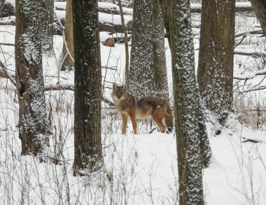 Çakal (Canis latrans) Kuzey Amerika Etçil Köpeği  