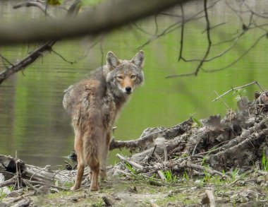 Çakal (Canis latrans) Kuzey Amerika Etçil Köpeği  