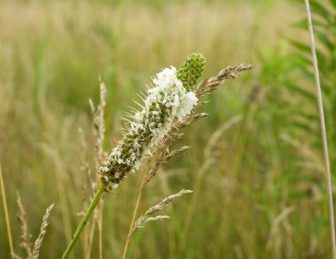Dalea candida (White Prairie Clover) Kuzey Amerika 'nın Kır Çiçeği 