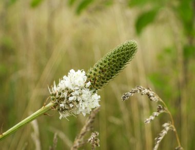 Dalea candida (White Prairie Clover) Kuzey Amerika 'nın Kır Çiçeği 