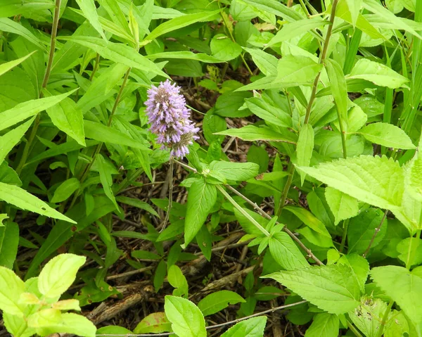 Blephilia ciliata (Downy Wood Mint) Native North American Prairie Wildflower