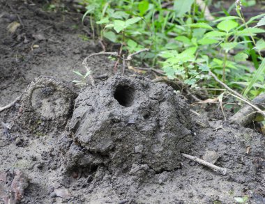 Kuzey, Illinois 'de tatlı su kerevit kabuklu çamur deliği