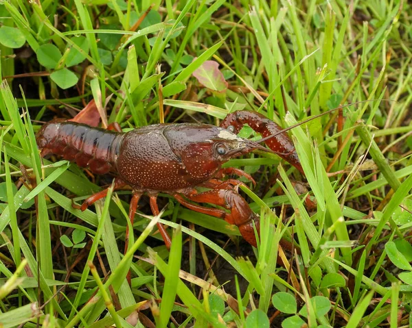 Freshwater Crayfish Crustacean Northern Illinois — Stock Photo, Image