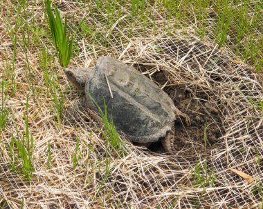 Yaygın Kaplumbağa (Chelydra yılanı) Kuzey Amerika Tatlı Su Sürüngeni