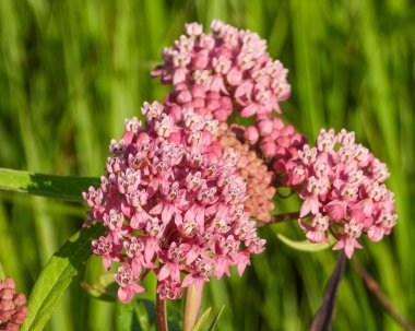 Asclepias incarnata (Bataklık Samanotu) Kuzey Amerika 'nın doğal sulak çiçeği