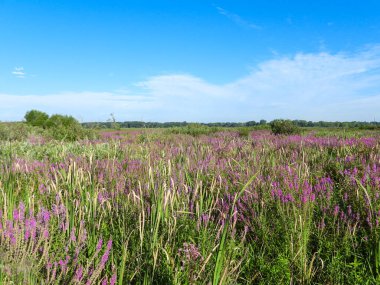 Lythrum salicaria (Mor Gevşeme) Yerli Avrasya Yaban Çiçeği