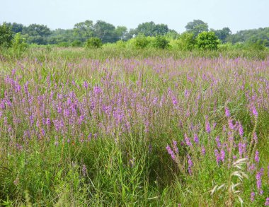Lythrum salicaria (Mor Gevşeme) Yerli Avrasya Yaban Çiçeği