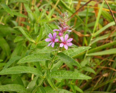 Lythrum salicaria (Mor Gevşeme) Yerli Avrasya Yaban Çiçeği