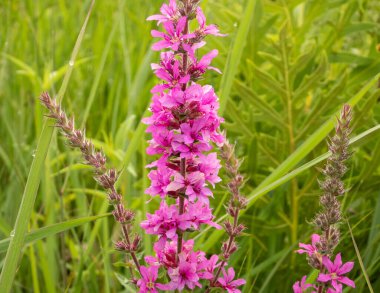 Lythrum salicaria (Mor Gevşeme) Yerli Avrasya Yaban Çiçeği