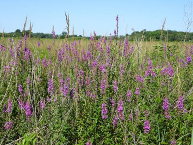 Lythrum salicaria (Mor Gevşeme) Yerli Avrasya Yaban Çiçeği
