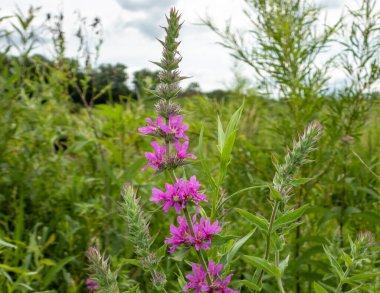 Lythrum salicaria (Mor Gevşeme) Yerli Avrasya Yaban Çiçeği