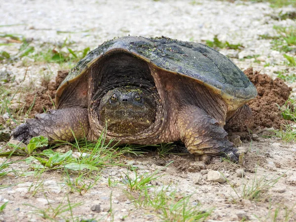 Common Snapping Turtle Chelydra Serpentina North American Freshwater Reptile — Stock Photo, Image