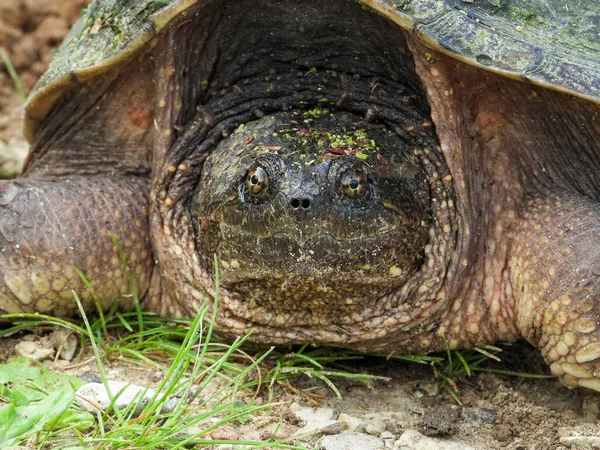 Vanlig Snappsköldpadda Chelydra Serpentina Nordamerikansk Sötvattenreptil — Stockfoto