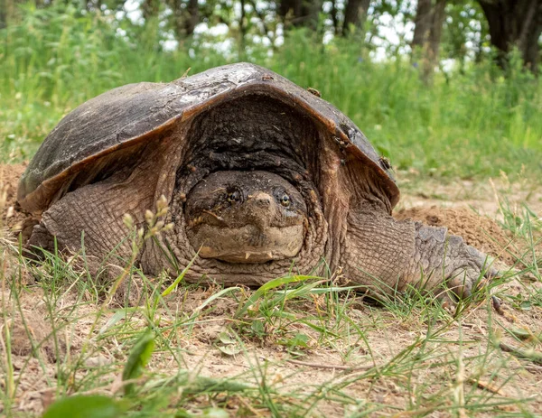 Vanlig Snappsköldpadda Chelydra Serpentina Nordamerikansk Sötvattenreptil — Stockfoto