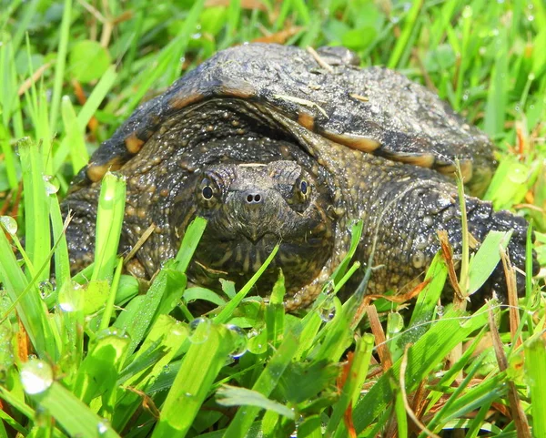 Common Snapping Turtle Chelydra Serpentina North American Freshwater Reptile — Stock Photo, Image