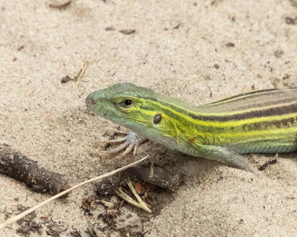 Six Lined Racerunner Native North American Lizard — Stock Photo, Image