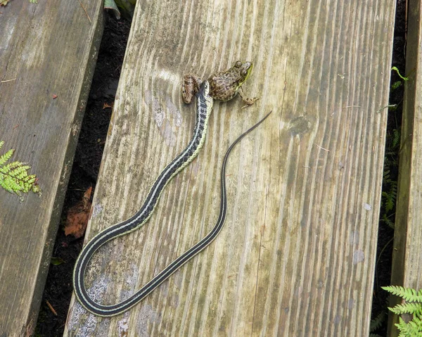 Garter Snake Attempting to Swallow a Green Frog