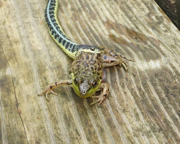 Garter Snake Intentando Tragar Una Rana Verde — Foto de Stock