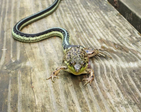 Podvazkový Had Pokouší Spolknout Zelenou Žábu — Stock fotografie
