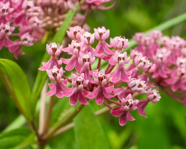 Asclepias incarnata (Bataklık Samanotu) Kuzey Amerika 'nın doğal sulak çiçeği