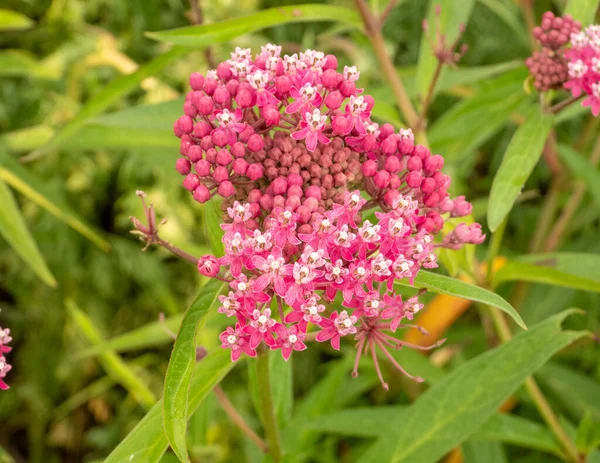 Asclepias incarnata (Bataklık Samanotu) Kuzey Amerika 'nın doğal sulak çiçeği