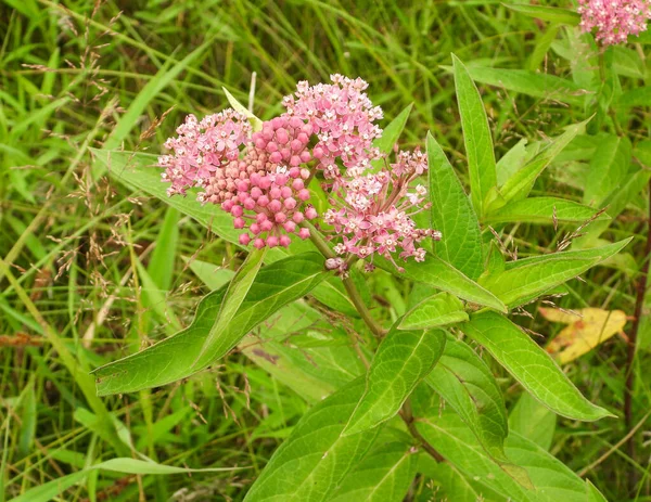 Asclepias Incarnata Swamp Milkweed Native North American Wetland Wildflower — Stock Photo, Image