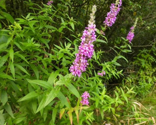 Lythrum Salicaria Purple Loosestrife Inhemska Eurasiska Våtmarker Wildflower — Stockfoto