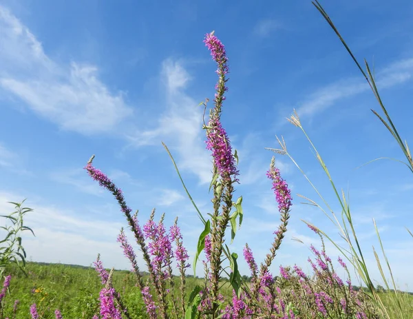 stock image Lythrum salicaria (Purple Loosestrife) Native Eurasian Wetland Wildflower