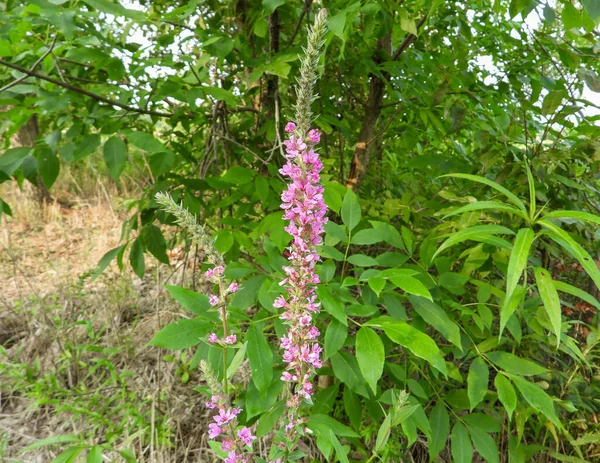 Lythrum Salicaria Purple Loosestrife Nativo Eurasiático Humedal Flor Silvestre — Foto de Stock