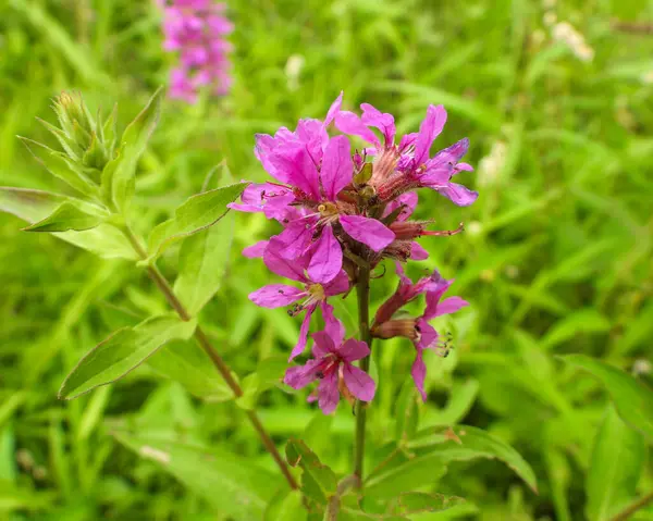 Lythrum Salicaria Purple Loosestrife Native Eurasian Wetland Wildflower — Stock Photo, Image