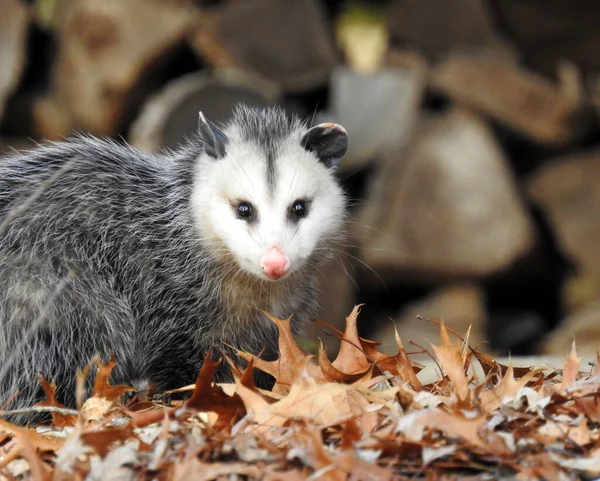 Virginia Opossum (Didelphis virginiana) Kuzey Amerika 'nın yerli keseli memeli hayvanı
