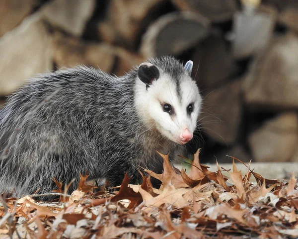 stock image Virginia Opossum (Didelphis virginiana) Native North American Marsupial Mammal